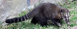 Nasuella olivacea olivacea
