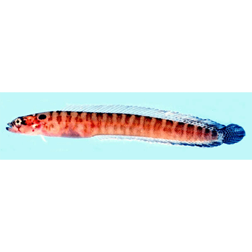 Род Natalichthys фото