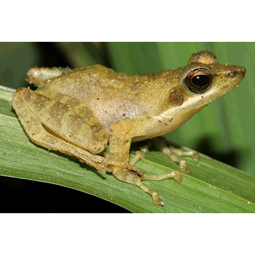  Род Natalobatrachus  фото