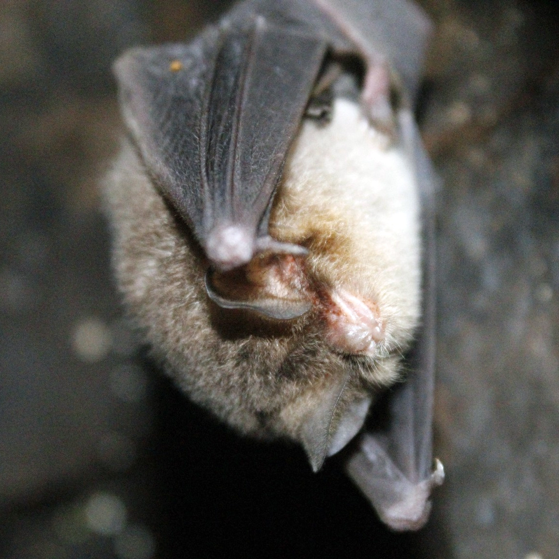Natalus lanatus (Natalus lanatus) Фото №3
