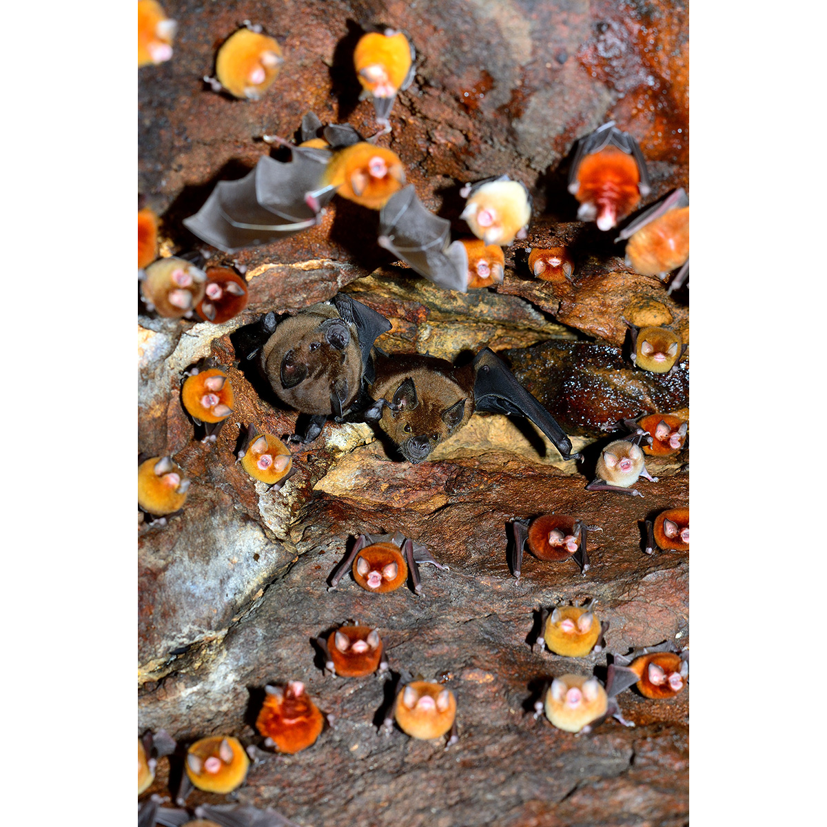 Natalus lanatus (Natalus lanatus) Фото №4