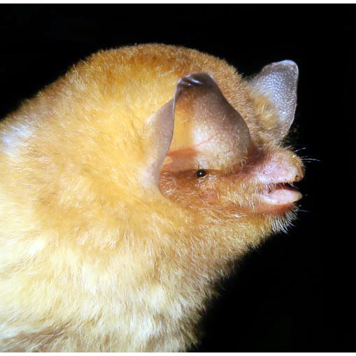 Большой воронкоух (Natalus major) Фото №2