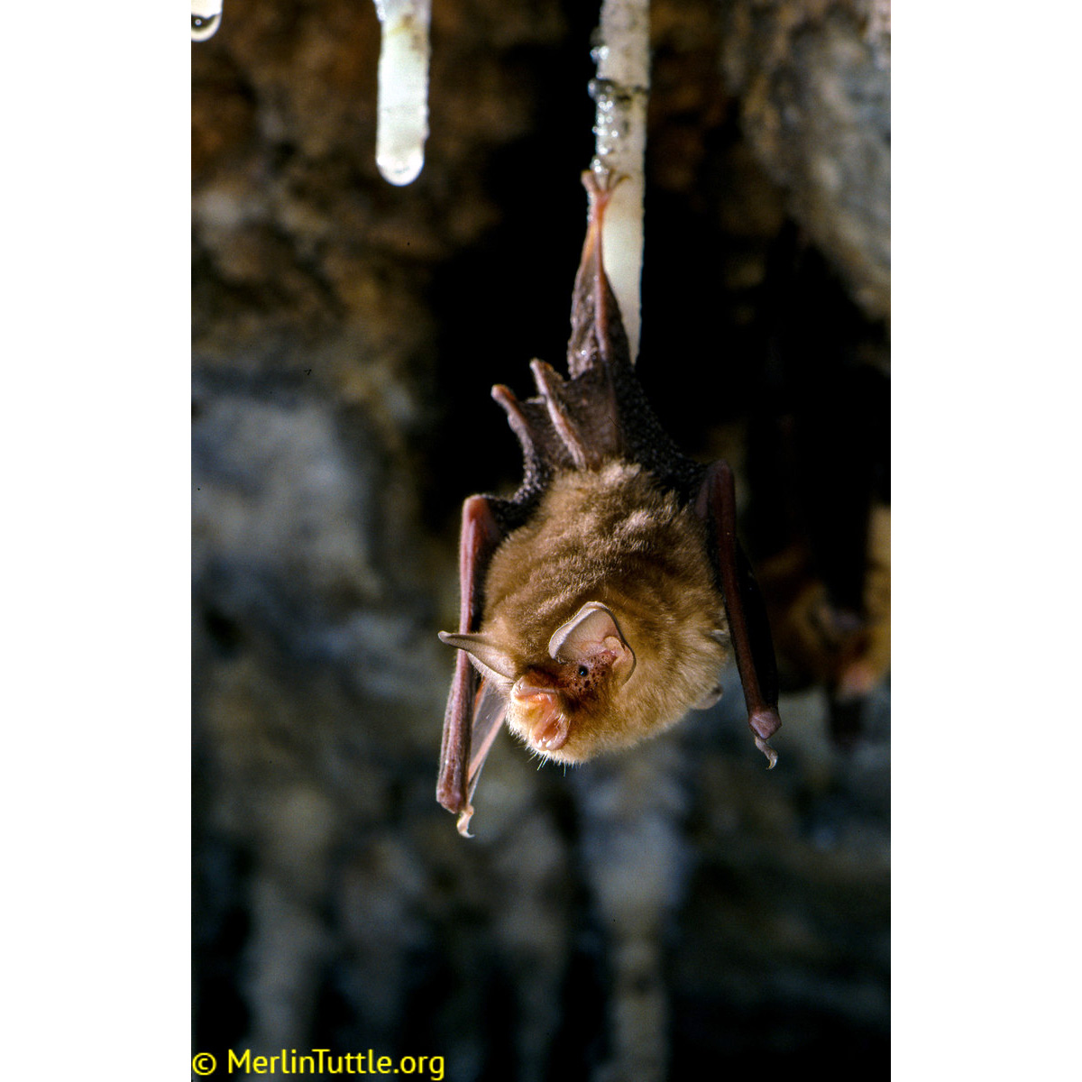 Мексиканский воронкоух (Natalus mexicanus) Фото №2