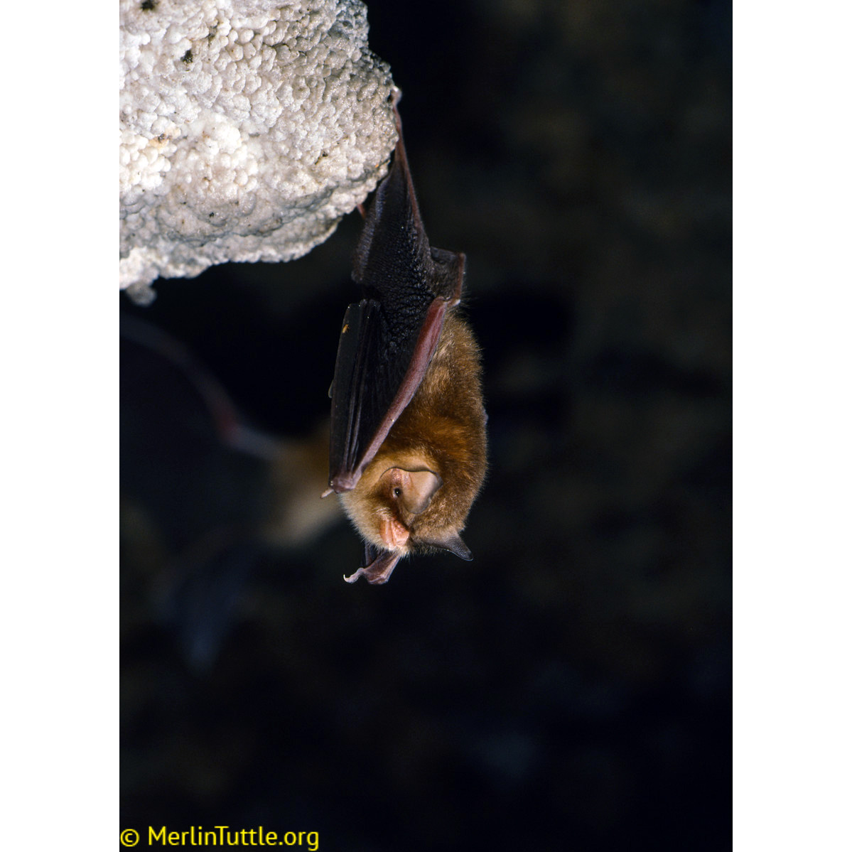 Мексиканский воронкоух (Natalus mexicanus) Фото №3
