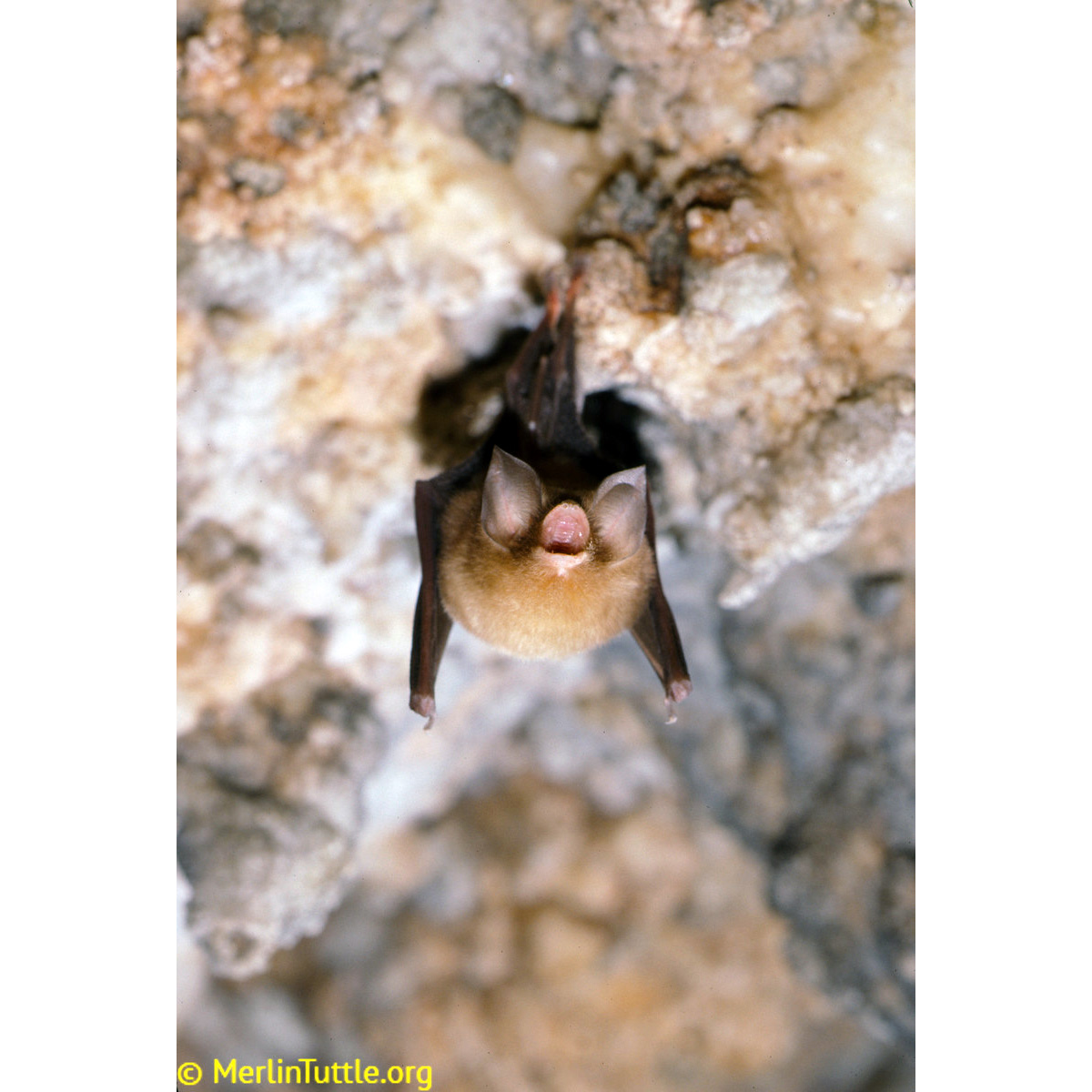 Мексиканский воронкоух (Natalus mexicanus) Фото №5