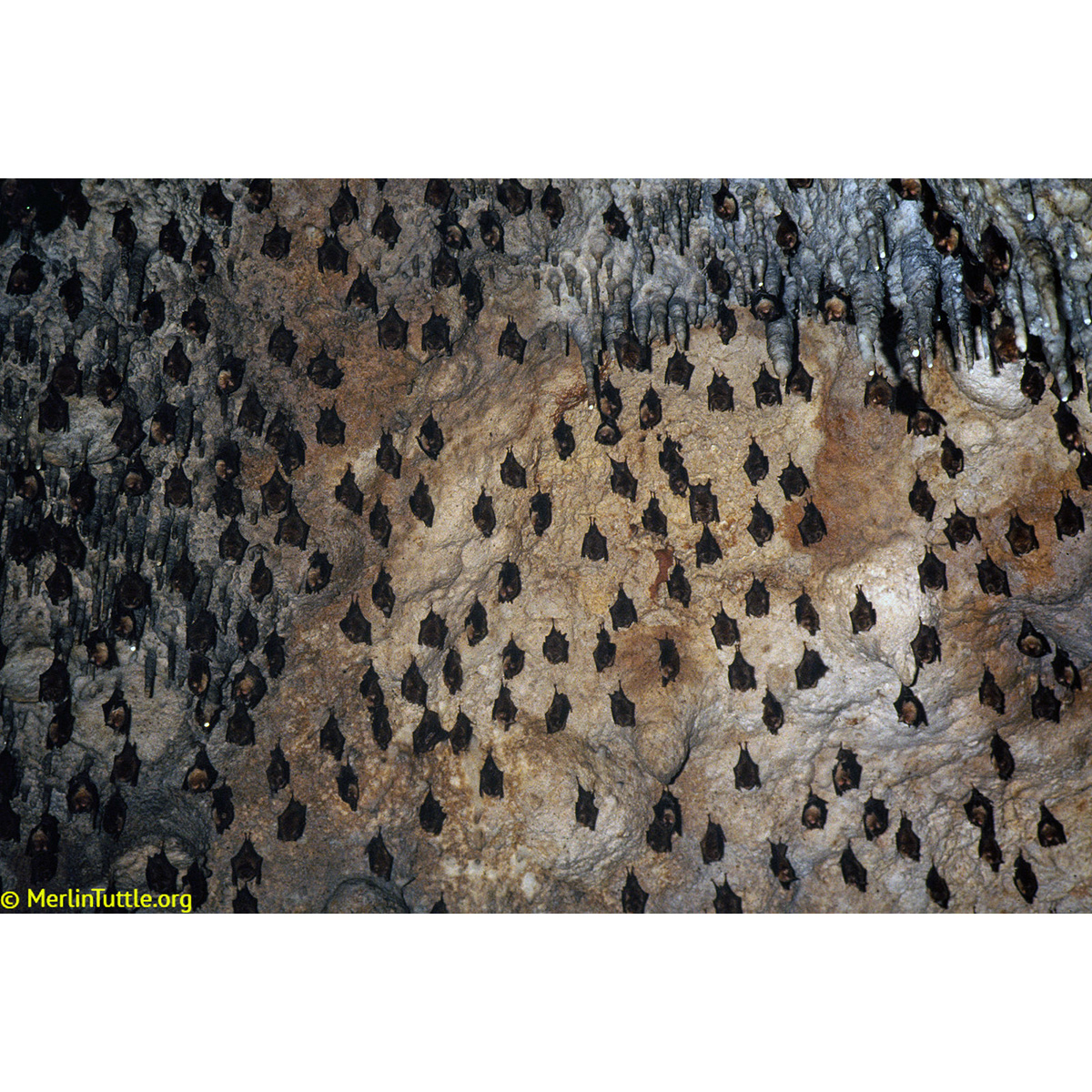 Мексиканский воронкоух (Natalus mexicanus) Фото №7