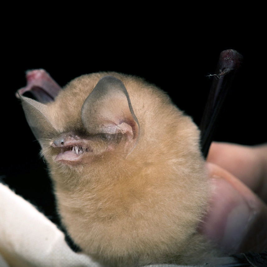 Кубинский воронкоух (Natalus primus) Фото №3