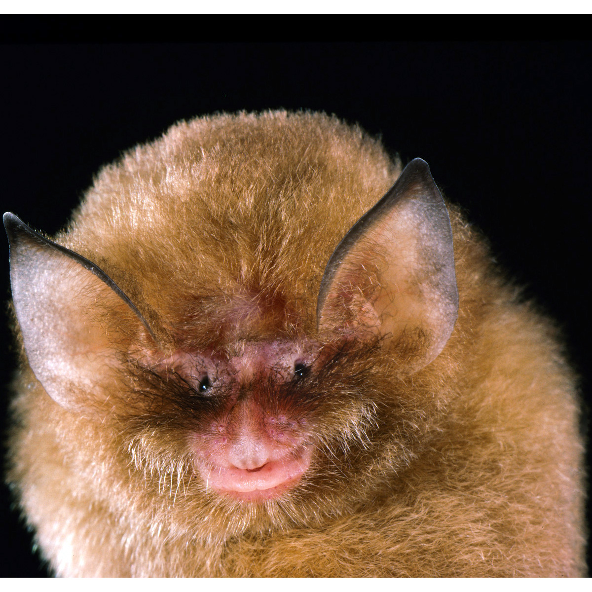 Бразильский воронкоух (Natalus stramineus) Фото №10