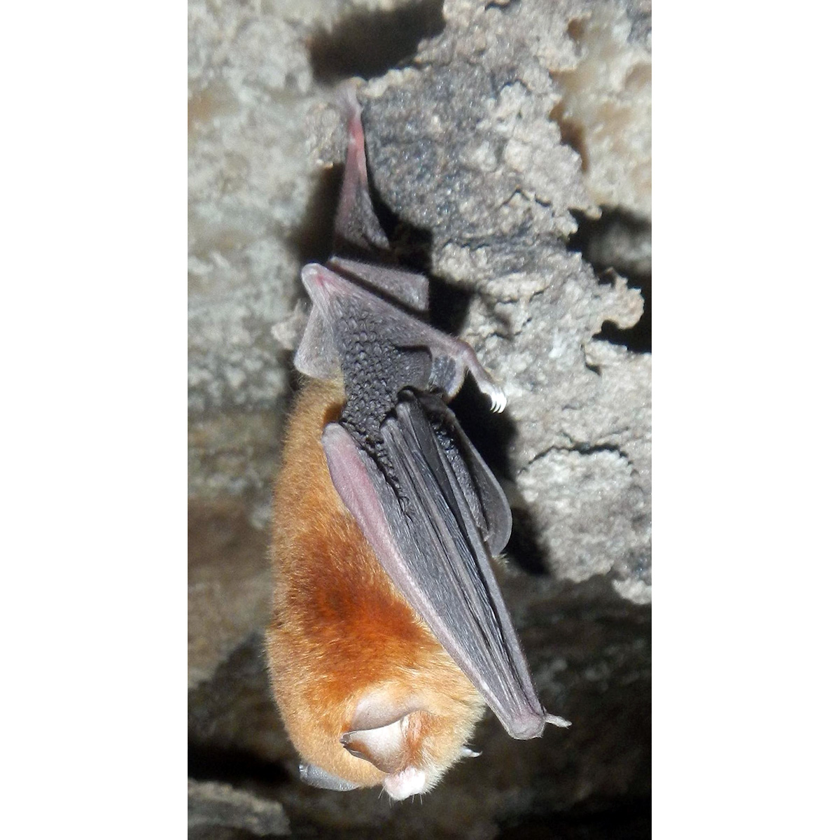 Бразильский воронкоух (Natalus stramineus) Фото №3