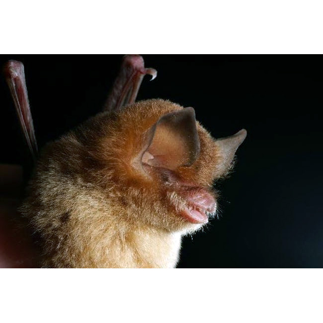 Бразильский воронкоух (Natalus stramineus) Фото №7