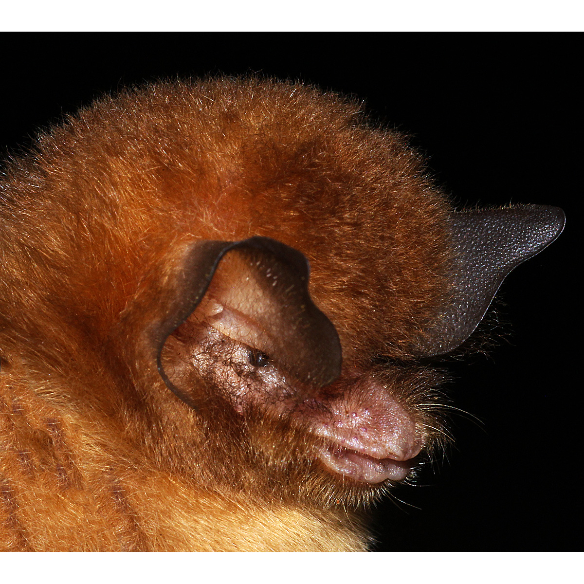 Бразильский воронкоух (Natalus stramineus) Фото №8