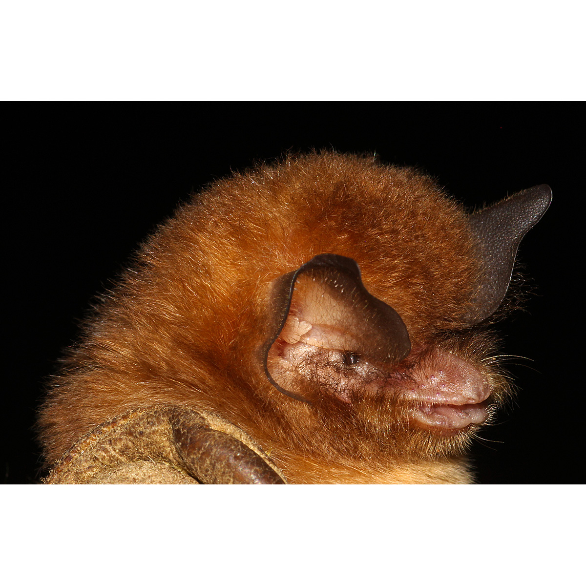 Бразильский воронкоух (Natalus stramineus) Фото №9