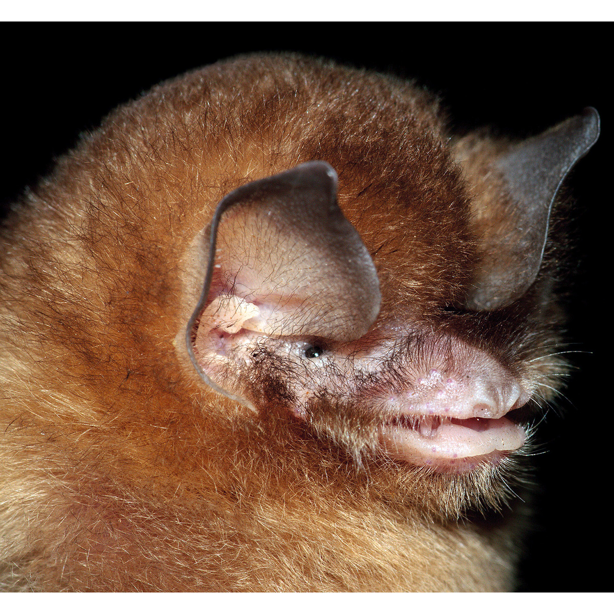 Венесуэльский воронкоух (Natalus tumidirostris) Фото №10