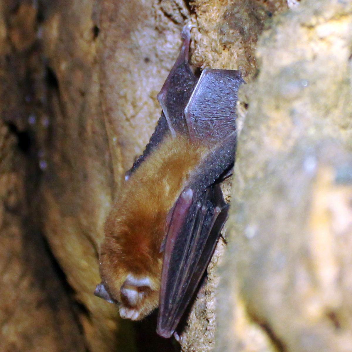 Венесуэльский воронкоух (Natalus tumidirostris) Фото №2