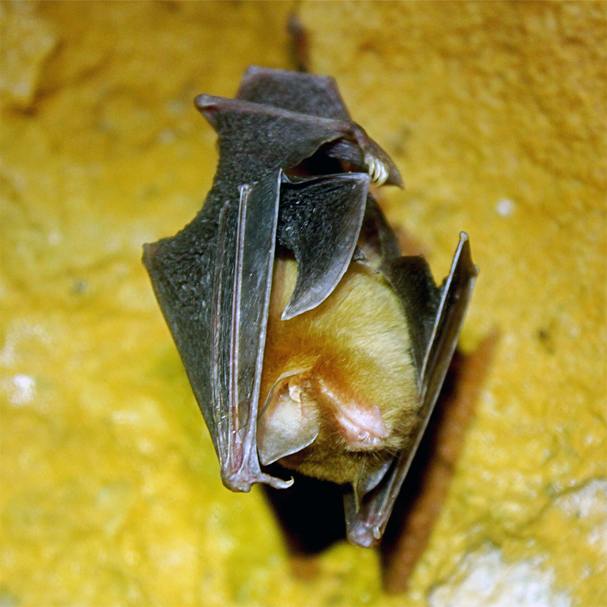 Венесуэльский воронкоух (Natalus tumidirostris) Фото №3
