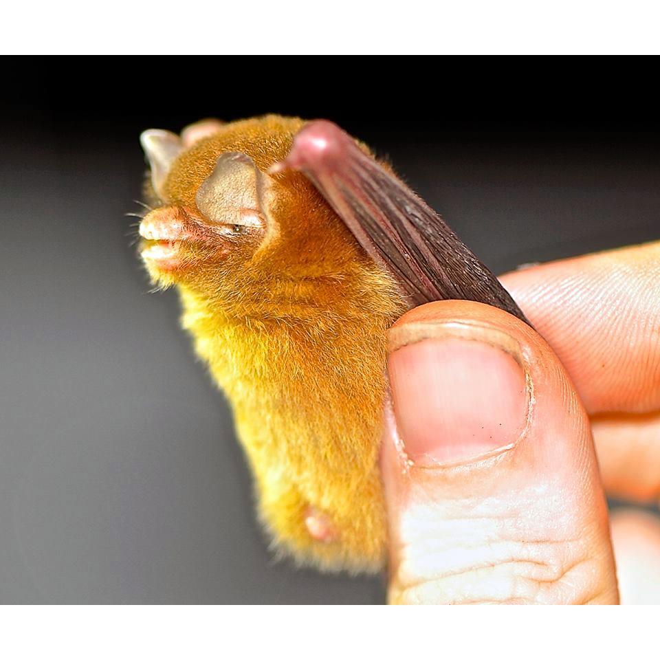 Венесуэльский воронкоух (Natalus tumidirostris) Фото №5