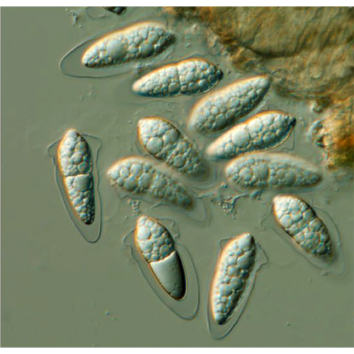 Отряд Natipusillales фото