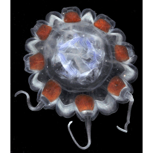 Семейство Nausithoidae  фото