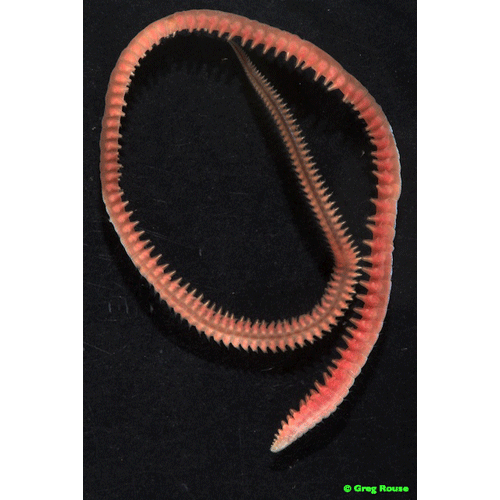 Семейство Nautiliniellidae фото