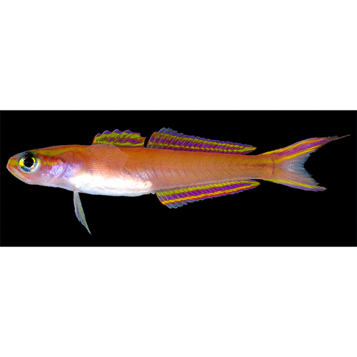 Род Navigobius фото
