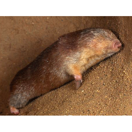 Род Neamblysomus фото