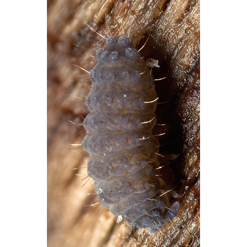 Семейство Neanuroidea фото