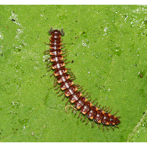 Семейство Nearctodesmidae фото