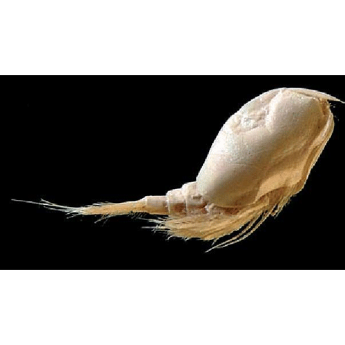 Семейство Nebaliidae фото