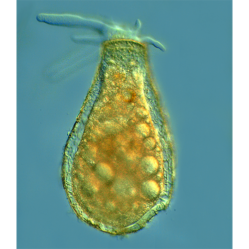Семейство Nebelidae фото