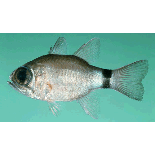 Род Nectamia фото