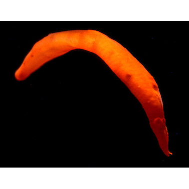 Семейство Nectonemertidae  фото