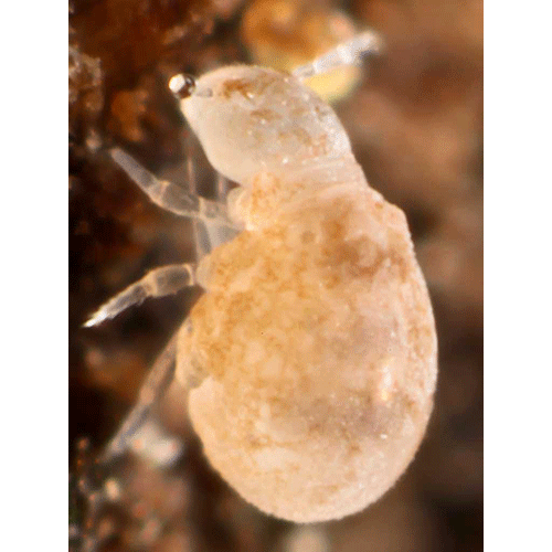 Семейство Neelidae фото