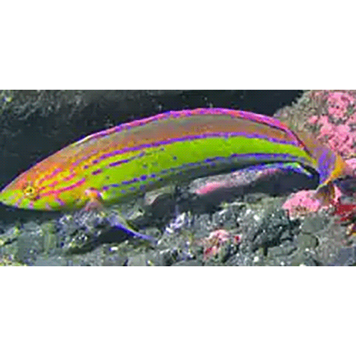 Род Nelabrichthys фото
