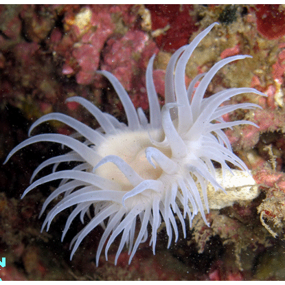 Семейство Nemanthidae  фото