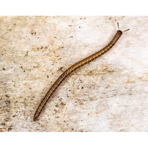 Семейство Nemasomatidae фото