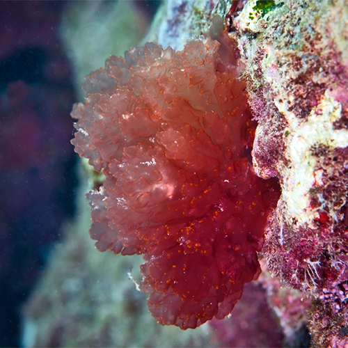 Семейство Nemastomataceae фото