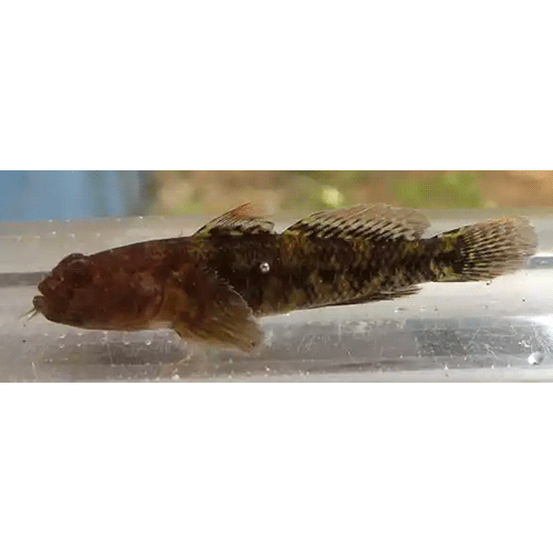Род Nematogobius фото