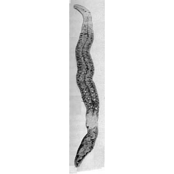 Семейство Nematoplanidae  фото