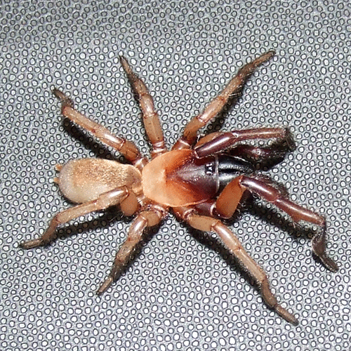 Семейство Nemesiidae фото