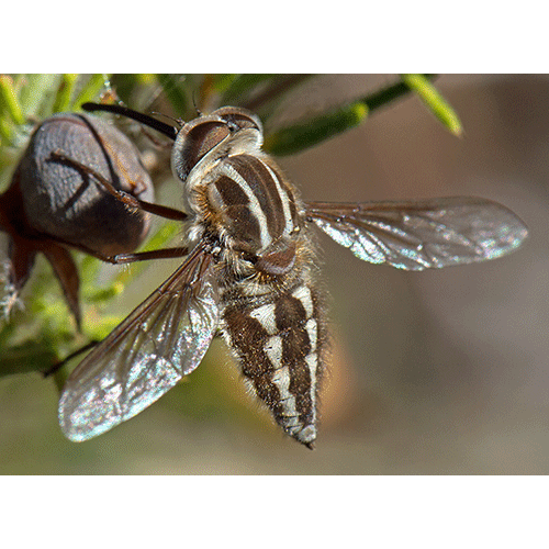 Семейство Nemestrinidae фото