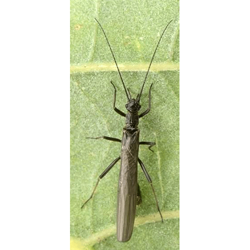 Семейство Nemouroidea фото