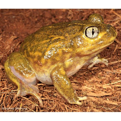  Род Neobatrachus  фото