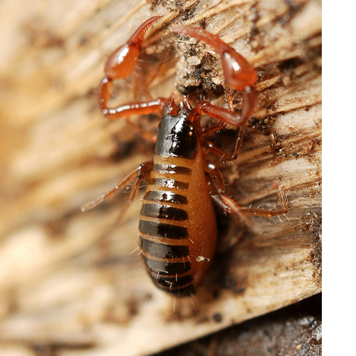 Семейство Neobisioidea фото