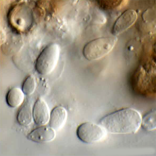 Отряд Neocelosporiales фото
