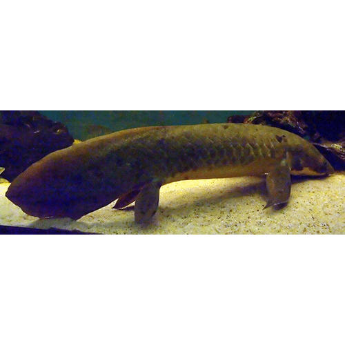 Семейство Neoceratodontidae  фото