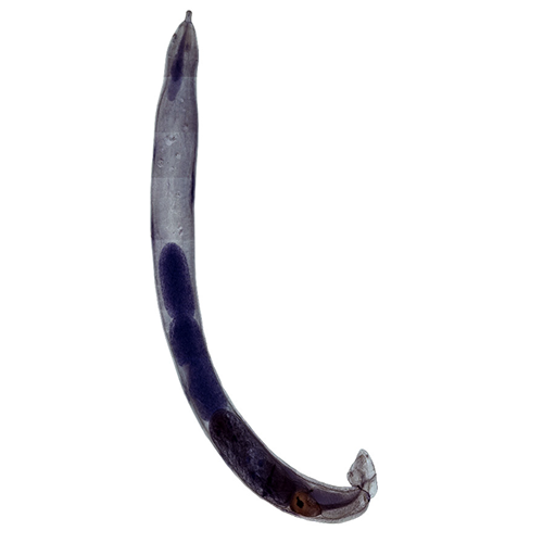Род Neoechinorhynchus фото
