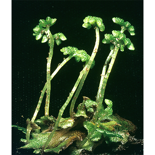Семейство Neohodgsoniaceae фото