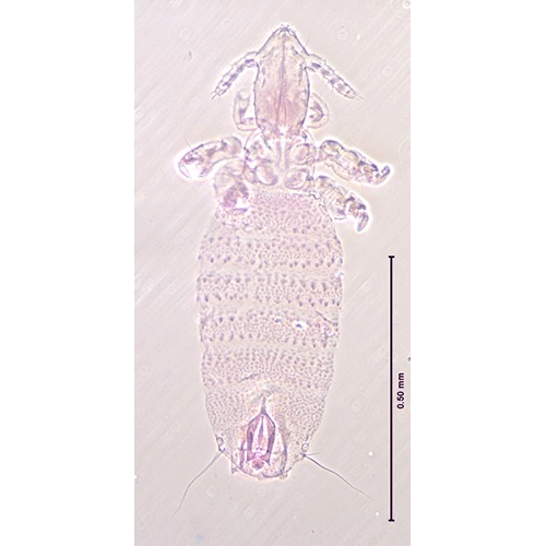 Семейство Neolinognathidae фото