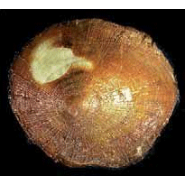 Семейство Neomphaloidea  фото