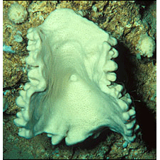 Семейство Neopeltidae  фото